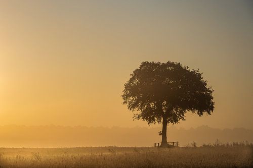 sanfte Morgenlatte in vollem Glanz