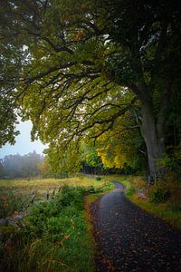 Landstraße im Herbst