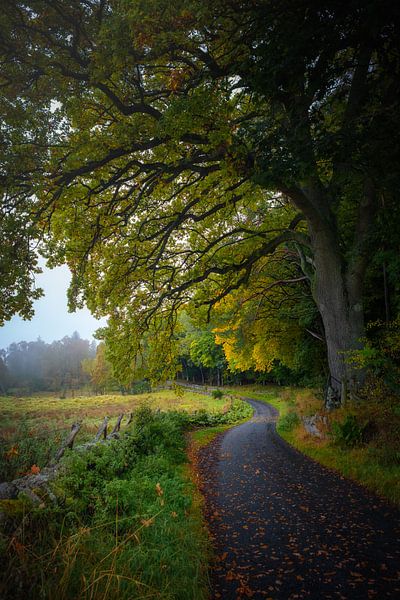 Landweg in de Herfst van Pascal Raymond Dorland