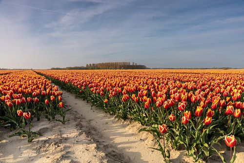 Tulpenvelden op Goeree-Overflakkee van Wessel Dekker