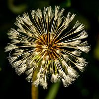 Fluff ball with morning dew