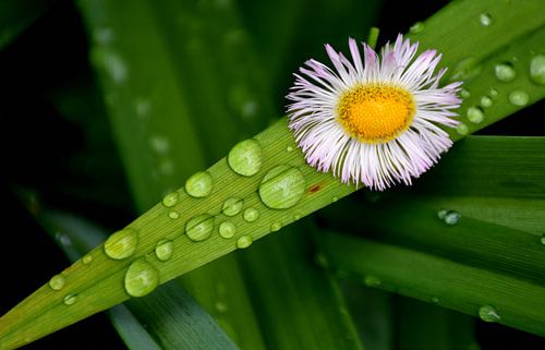 In de tuin na de regen