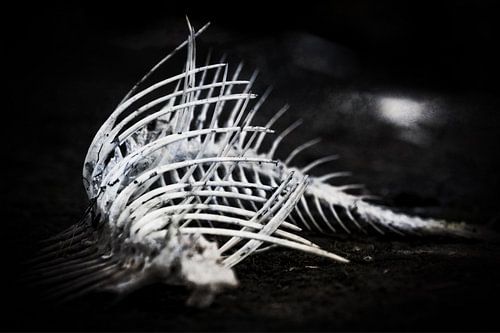 La mort dans le parc
