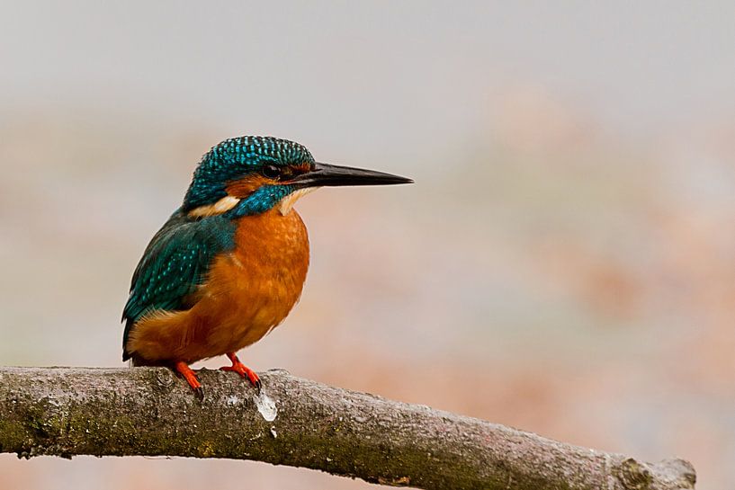 Beautiful Kingfisher by DroomGans