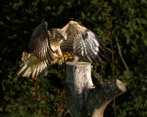 Mäusebussard