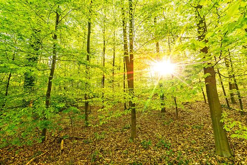 Sprookjesbos tegen het licht