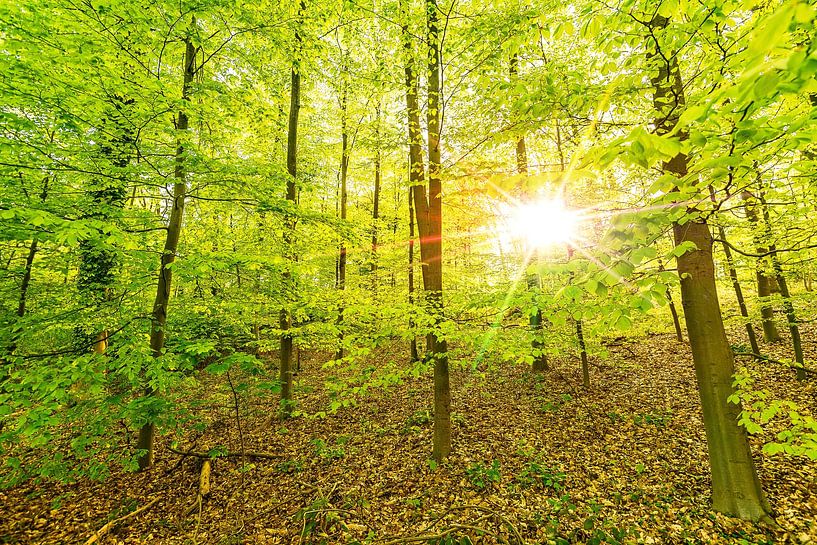Forêt de contes de fées en contre-jour par Dieter Walther
