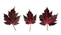 Red autumn leaves
