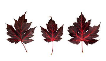 Rode herfstbladeren van Wilco & Casper