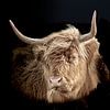 Schotse Hooglander in de Biesbosch van Jan Jansen Natuurfotografie