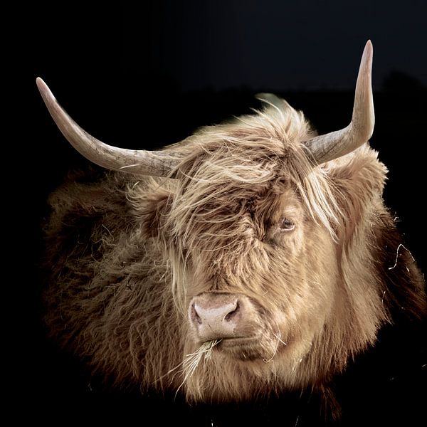 Schotse Hooglander in de Biesbosch – natuurfoto van rund in waterig landschap