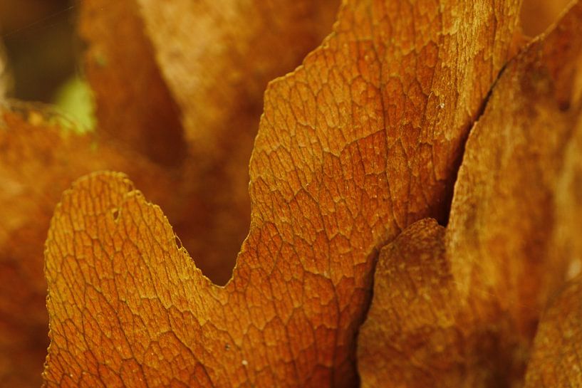 Bloemen par Lieke van Meijer