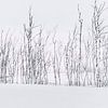 Winterminimalisme: Berken in Laplandse Sneeuw van Exclusive Photos by Erwin Floor