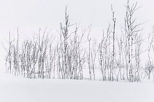 Winterminimalisme: Berken in Laplandse Sneeuw