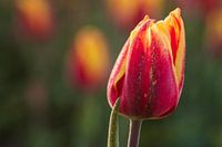 Tulip ? macro