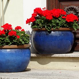 Red summer flowers in flower pots by Torsten Krüger