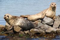 Seals on Grevelingenmeer 2