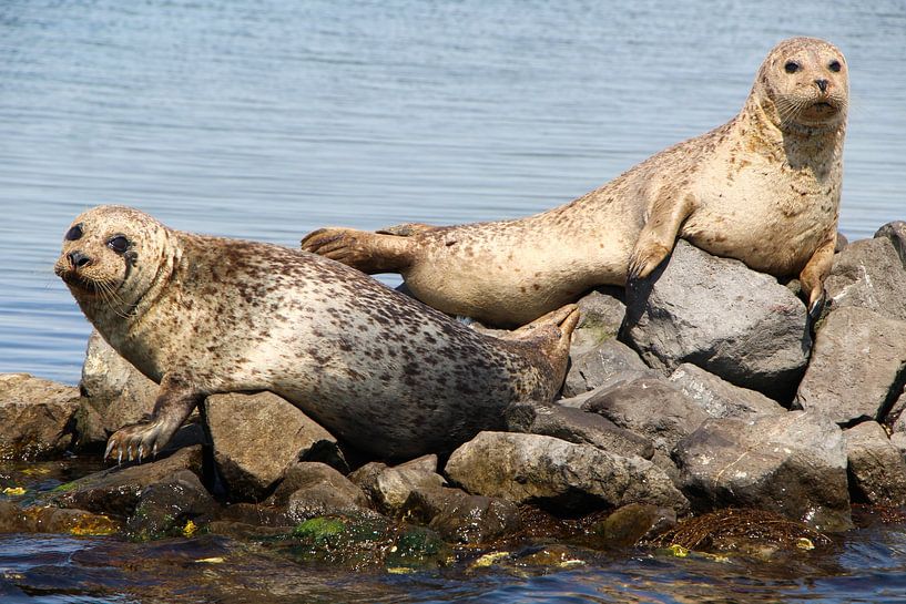 Seals on Grevelingenmeer 2 by Simone Kuijpers