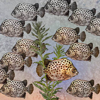 poisson