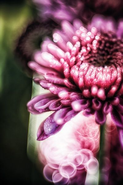 Mysterieuze aster van Nicc Koch