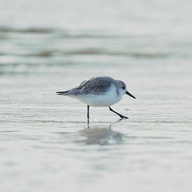 Sandpiper on the tidemark by Rik Verslype