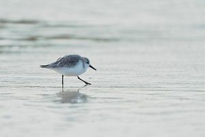 Flussuferläufer auf der Priele