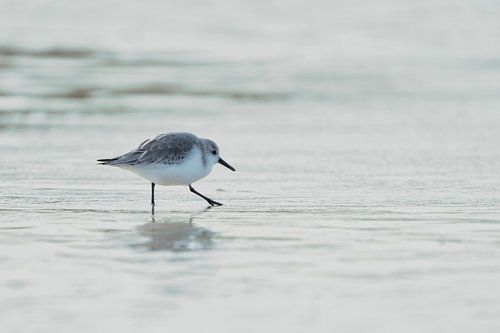 Strandloper op de vloedlijn