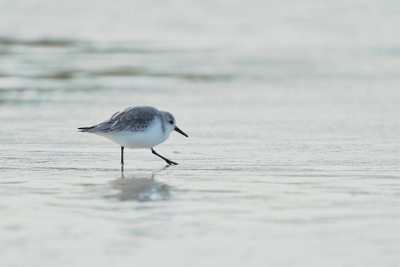Sandpiper on the tidemark by Rik Verslype
