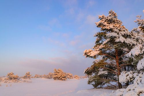 Besneeuwd winterlandschap in een stuifduingebied
