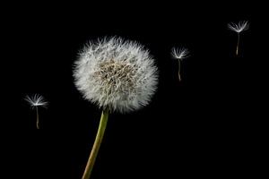 Paardebloem zaden dandelion seeds