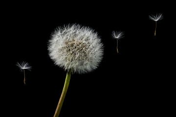 Paardebloem zaden dandelion seeds van Corrine Ponsen