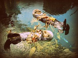 chilling von Francisco de Almeida