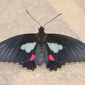 Cœur de bœuf transandine sur Matthias Brix