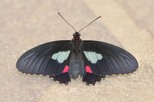 Trans-Andean beef heart