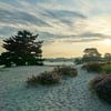 Bloeiende heide in tegenlicht op de zandverstuiving van Ad Jekel