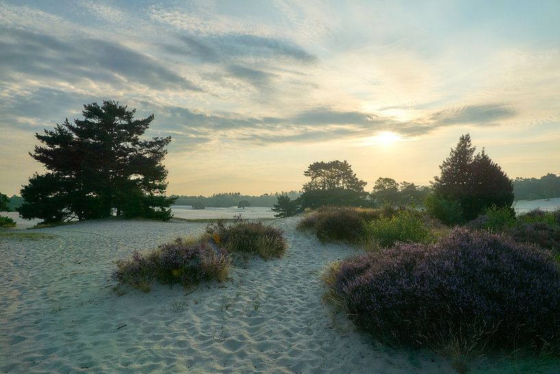 Bloeiende heide in tegenlicht op de zandverstuiving van Ad Jekel
