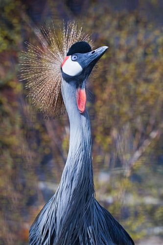 Nieuwsgierige slanke schoonheid met blauwe uitgestrekte nek gouden kroon en rode Afrikaanse zwarte g