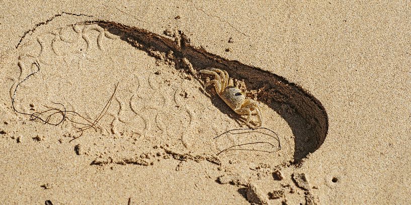 in de schaduw van Stefan Havadi-Nagy