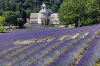 Frankrijk, Provence, Abbaye Notre-Dame de Sénanque