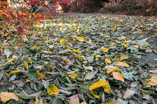 Herfstbladeren