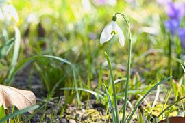 Schneeglöckchen auf einer Wiese mit  zarten Blütenblattern von Martin Köbsch