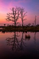 Dead Tree