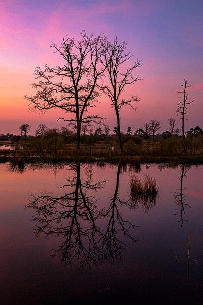 Dead Tree by Gerard van der Wal