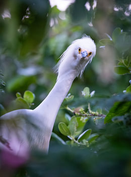 Aigrette neigeuse curieuse