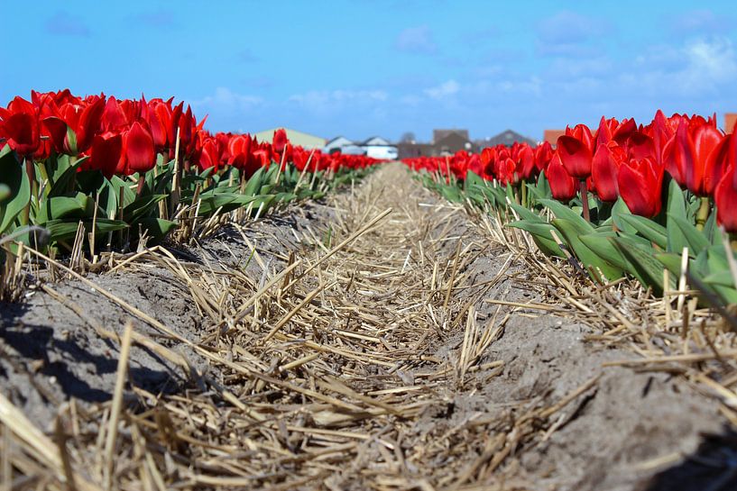 Red tulips in Dutch landscape by Robin Jongerden