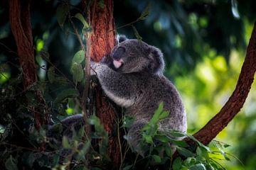 Koala van Chantal CECCHETTI