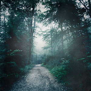 Waldweg in der Morgendämmerung im Nebel