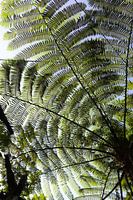 Bali's jungle