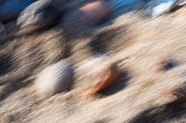 The wind in the shells by Irene van Wel-Paquay