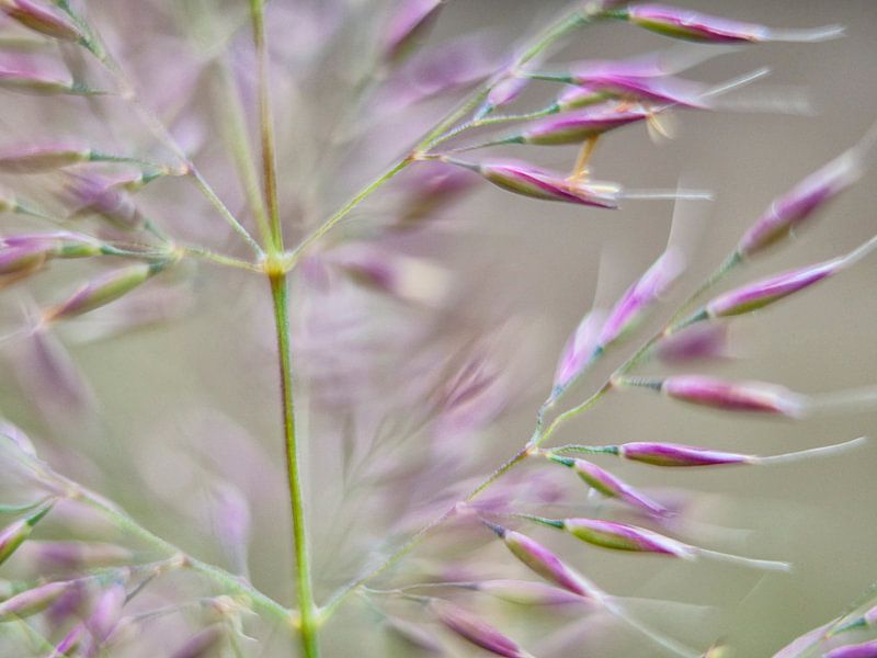 Smart flowers in nature - photography by Lindenthal.ART